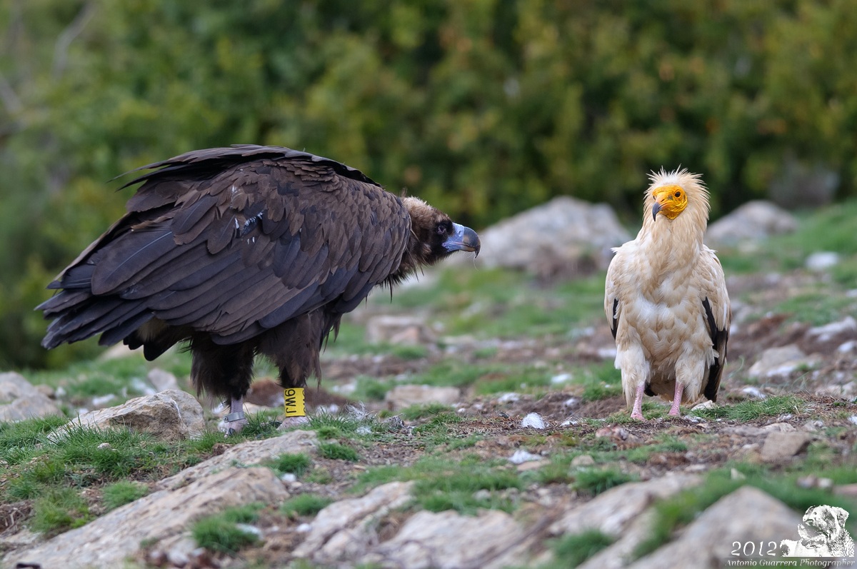 Sei sicuro che pure tu sei un avvoltoio come me?
