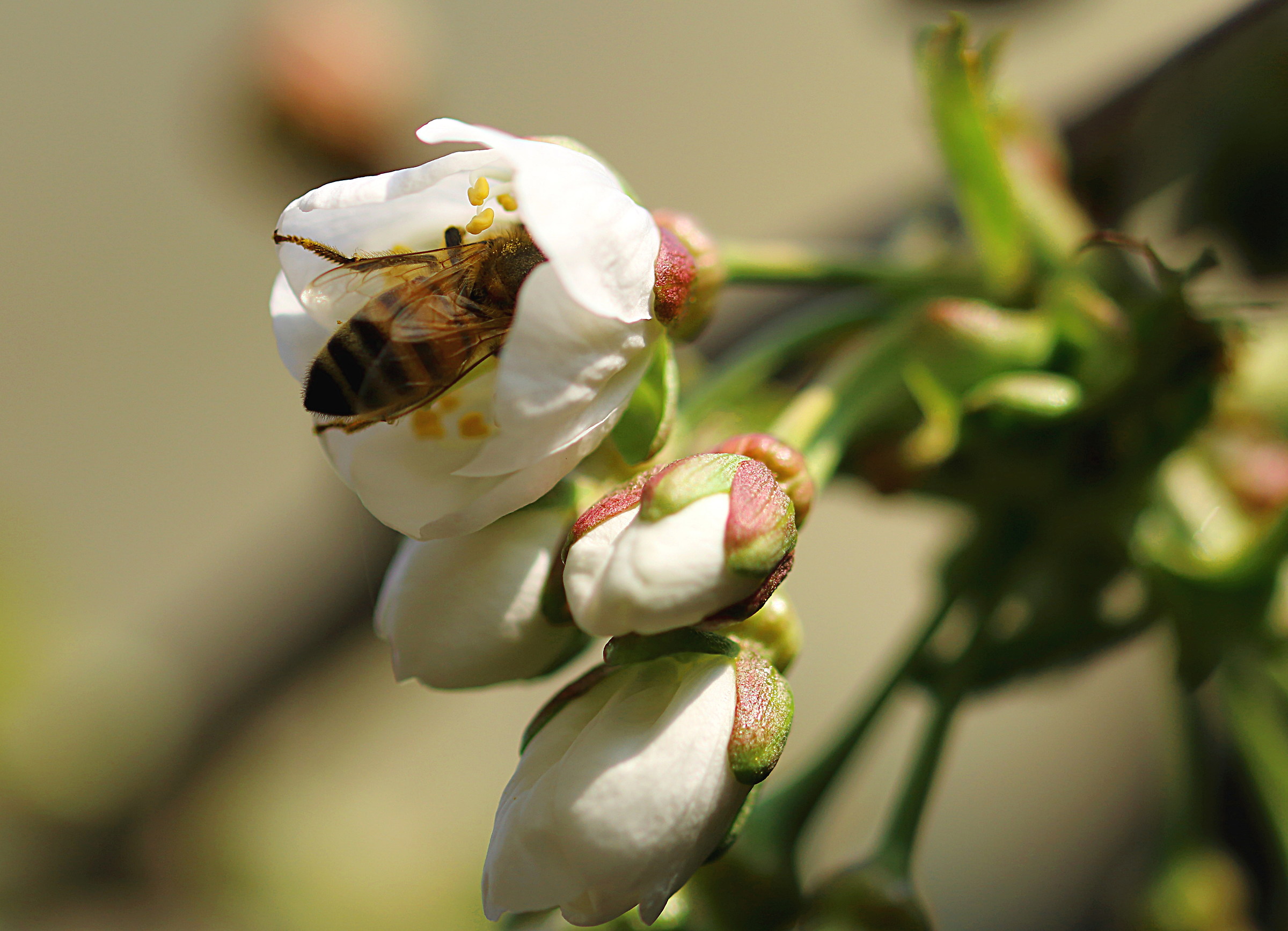When you say "Pollination !!!"