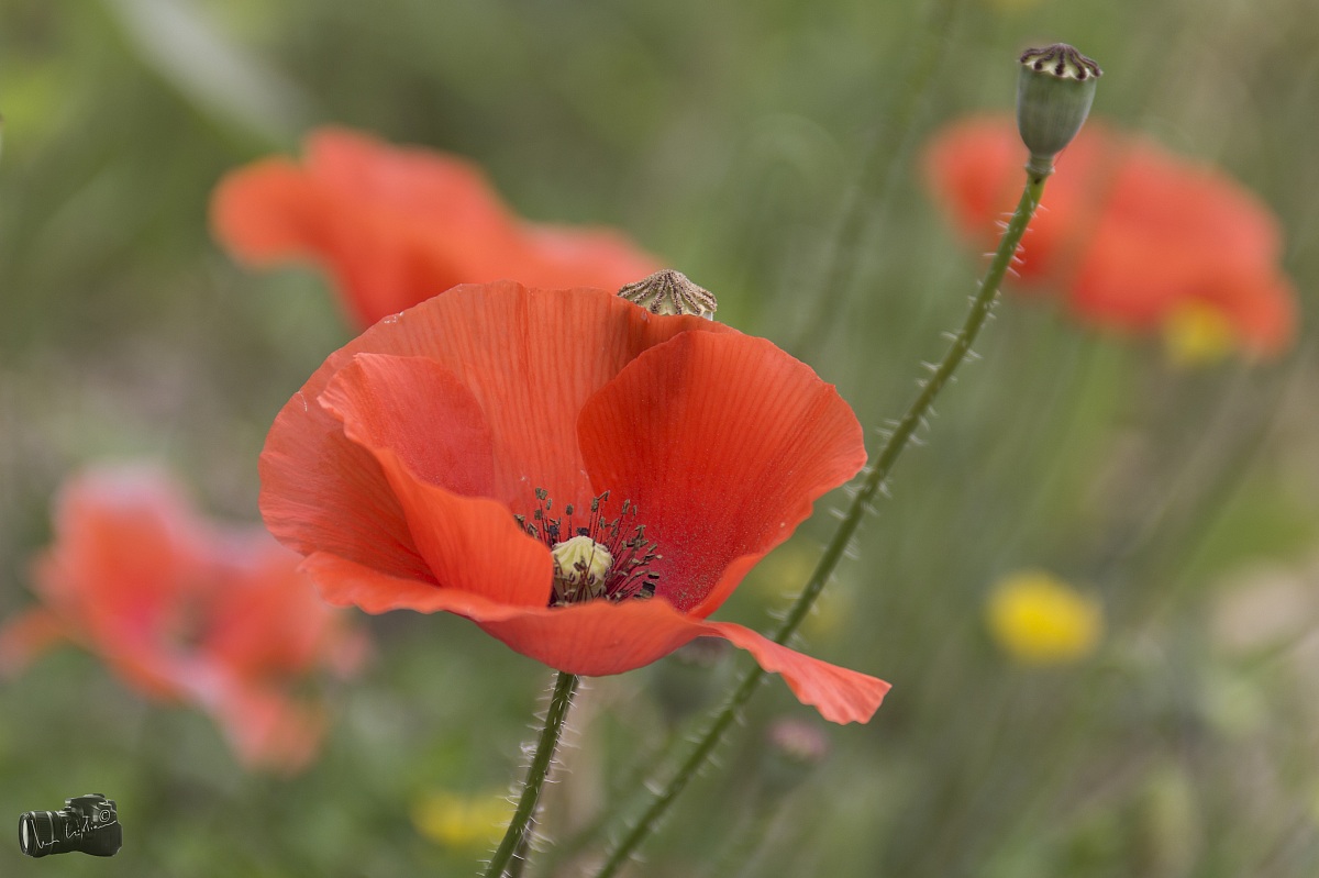 Poppies