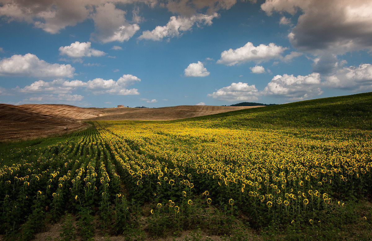 The summer that will ...