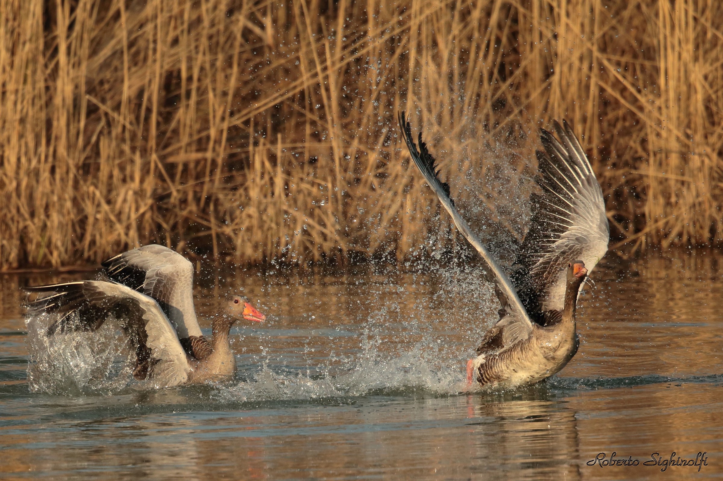 Lotta tra pretendenti