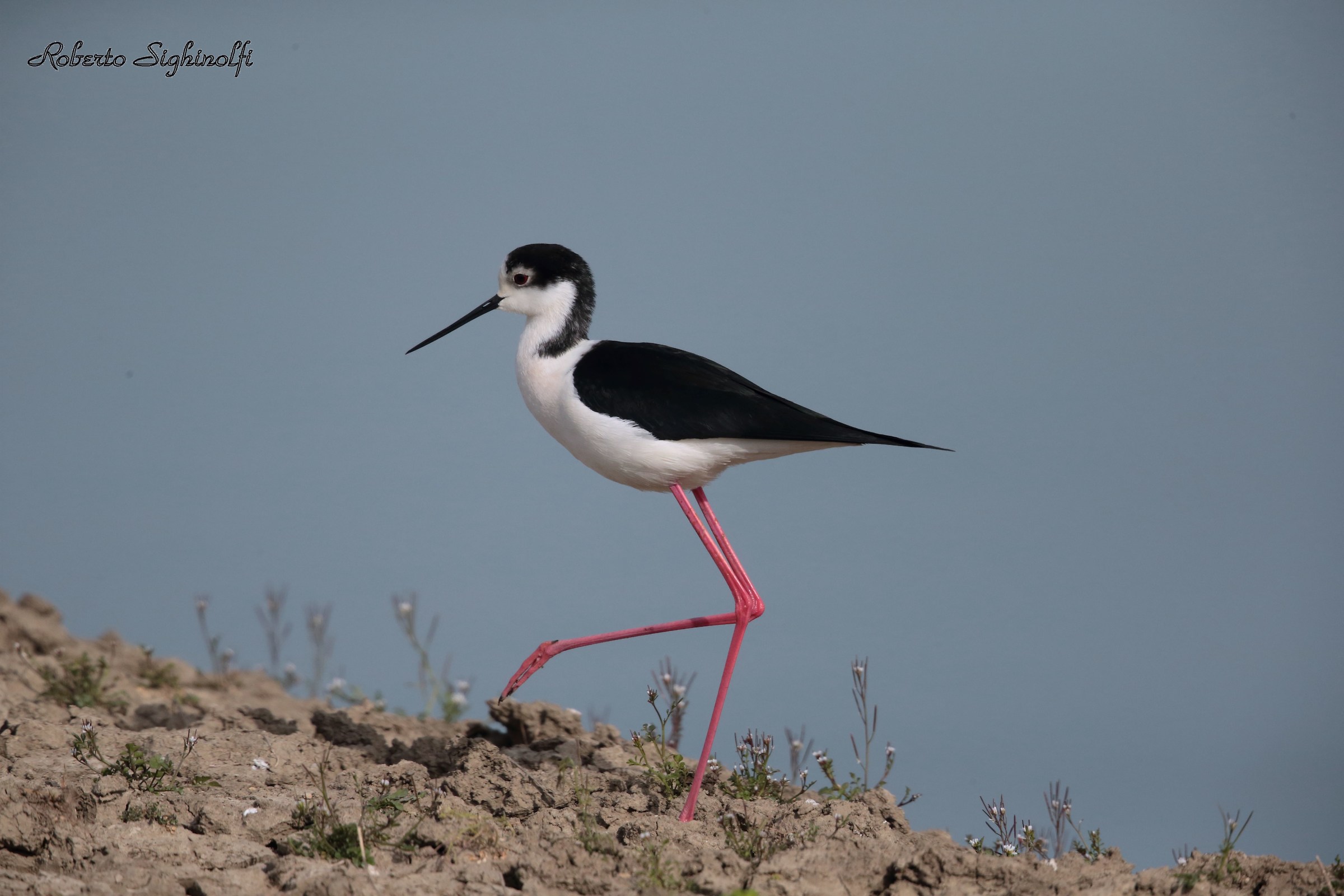 L'eleganza del " Cavaliere "