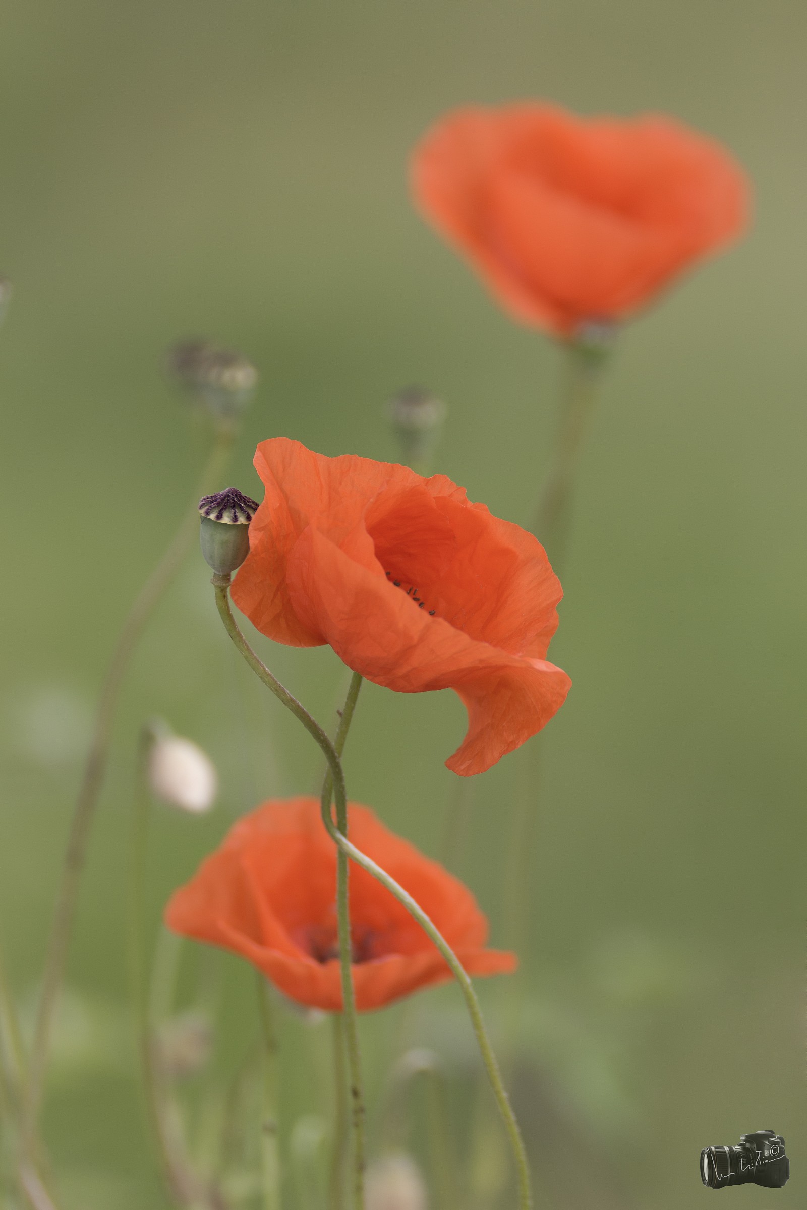 Poppies 3