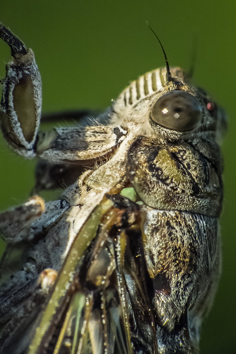 Cicada