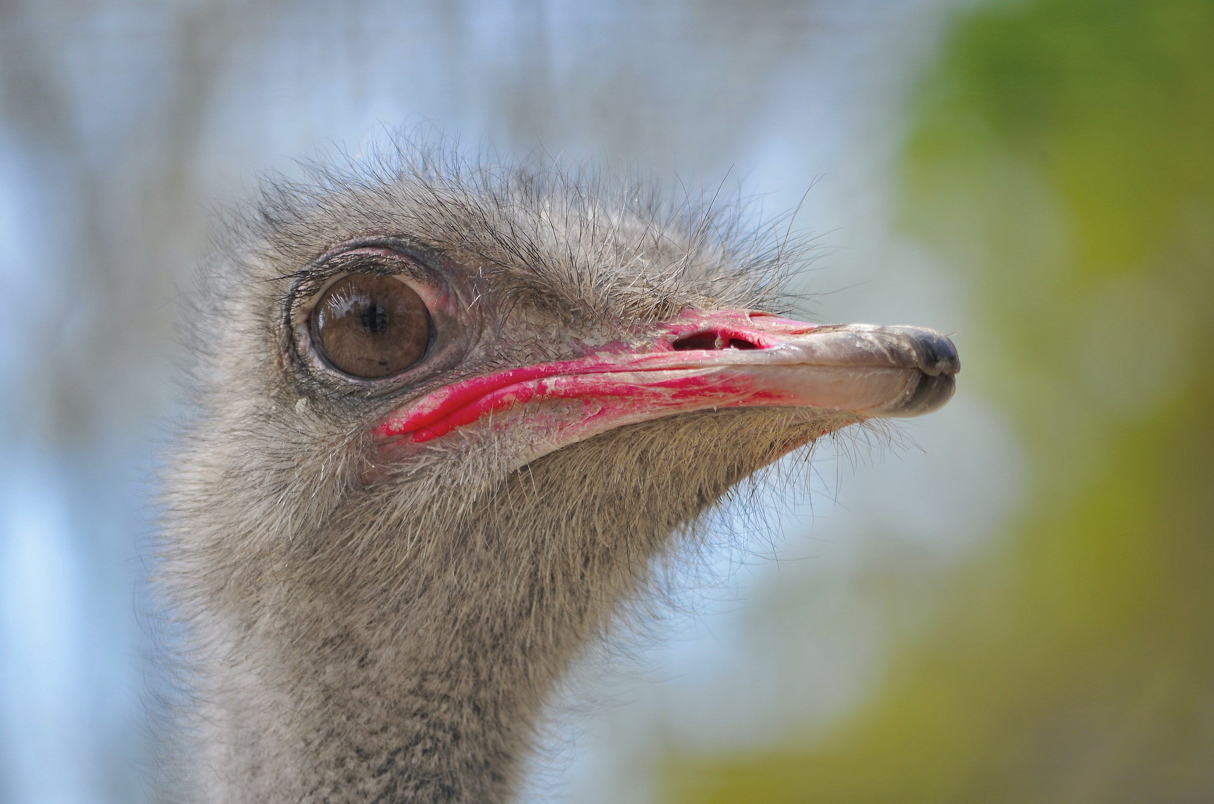 Ostrich