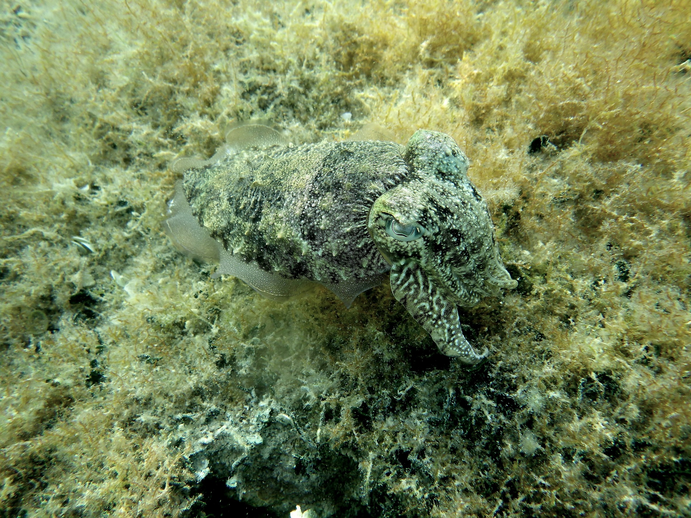 giocando con la seppia