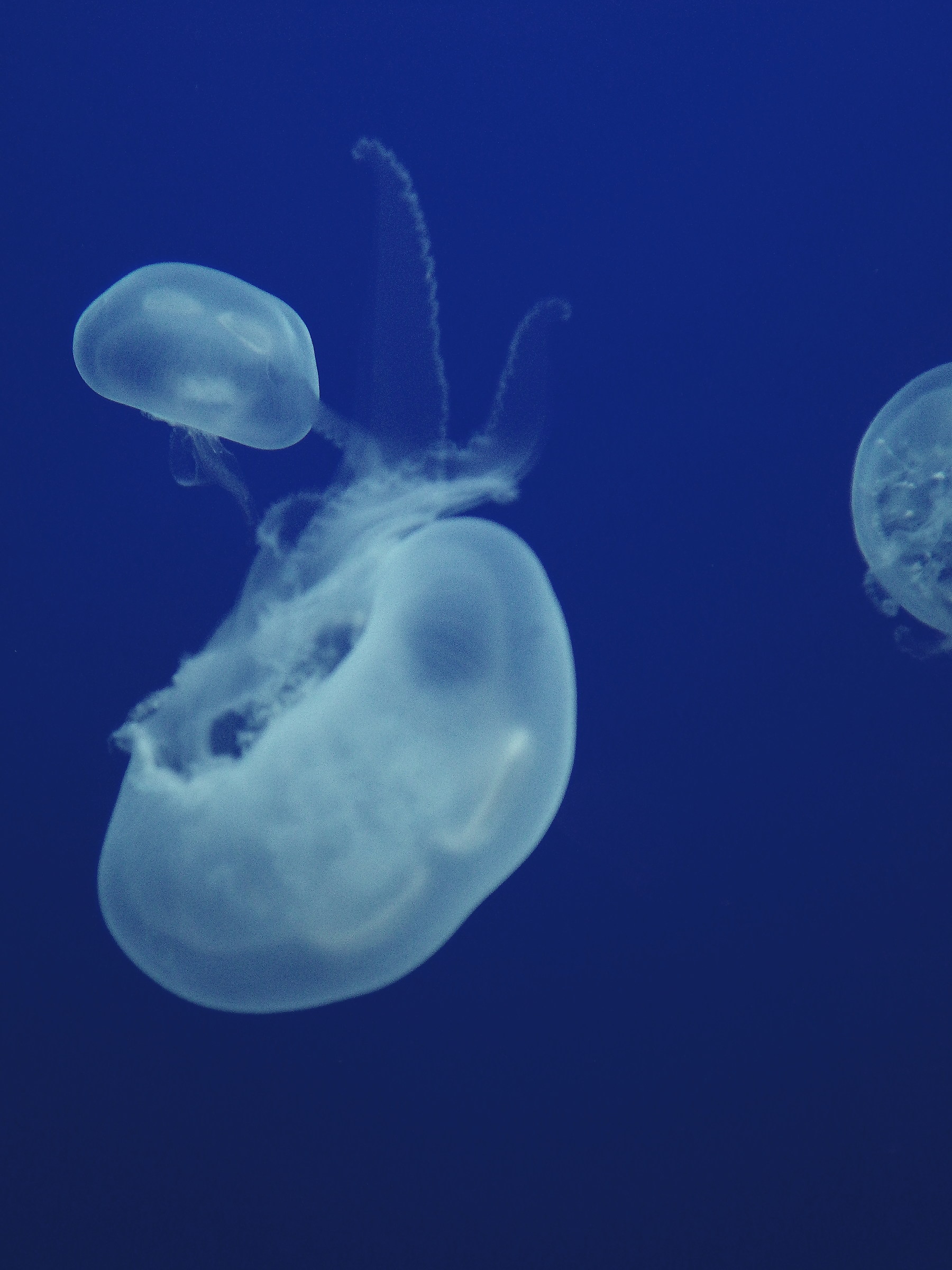 Meduse