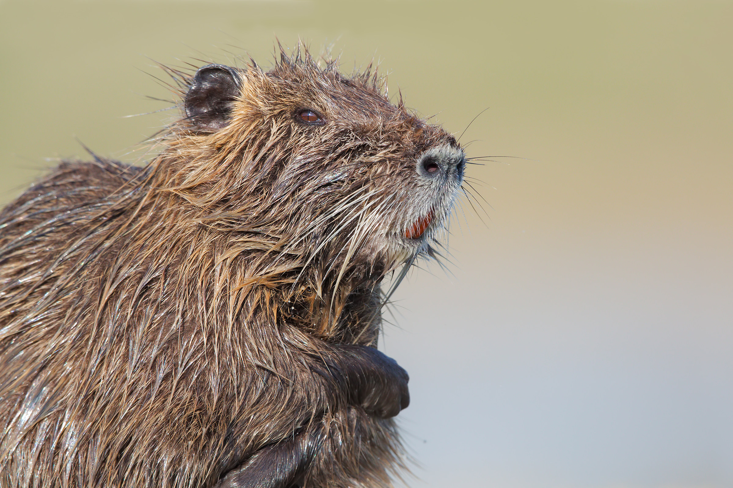 Occhio di vipera ( nutria )