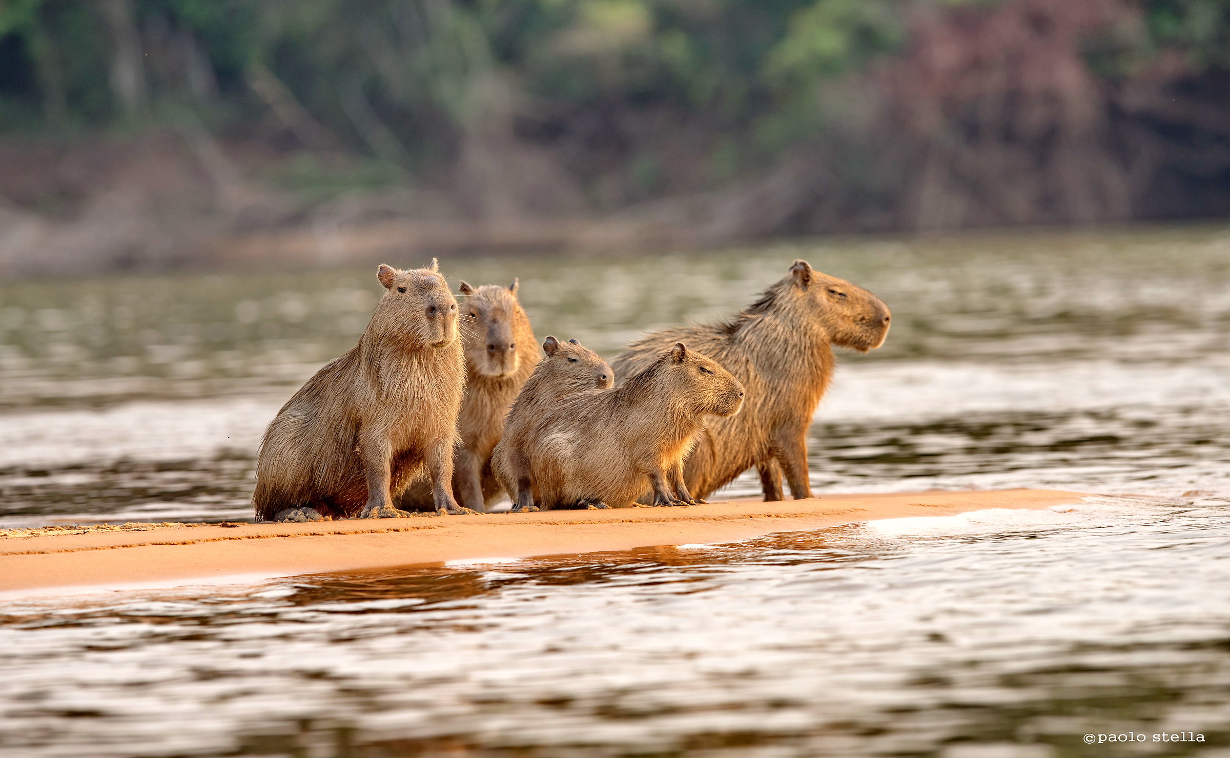 capybaras on the shore