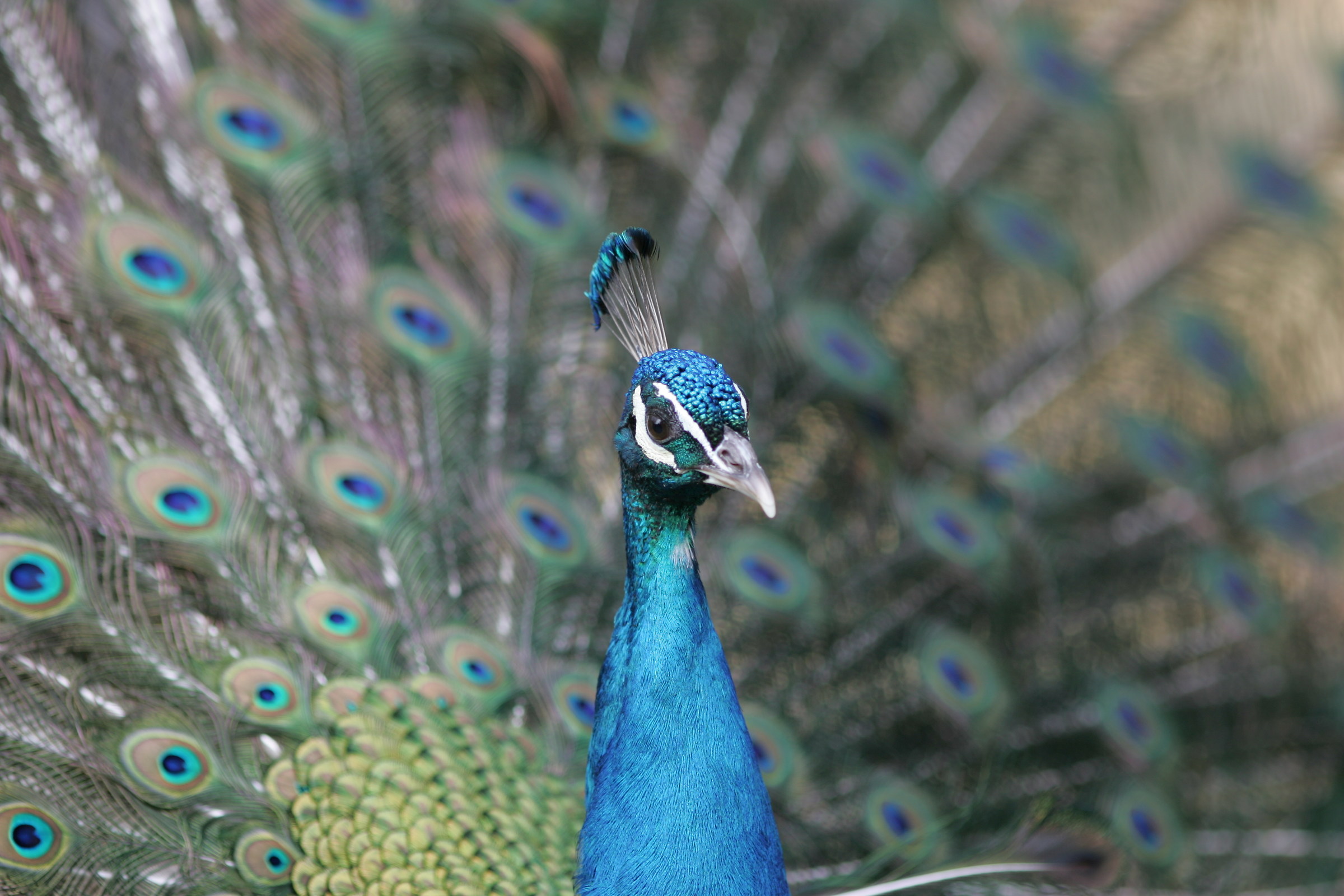 Peacock