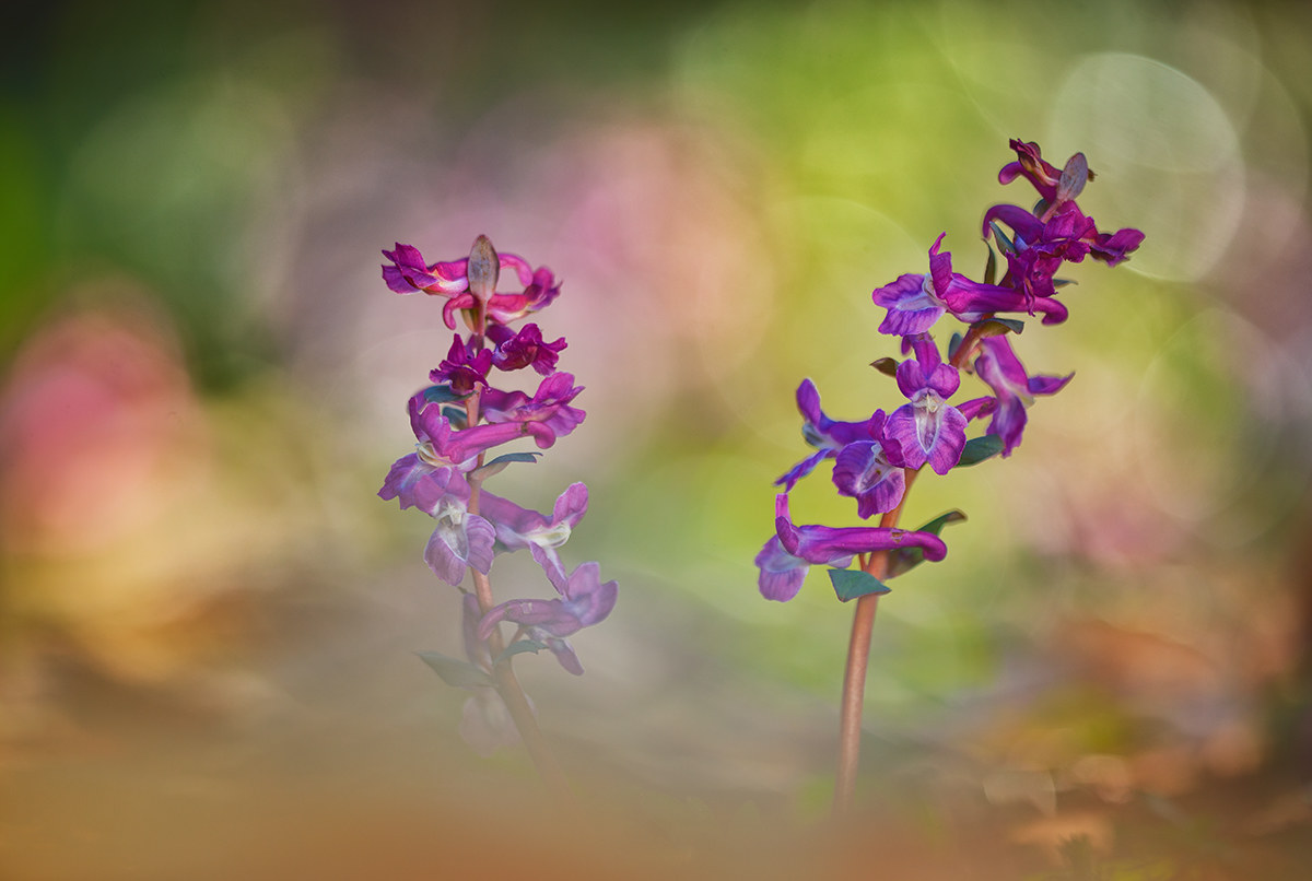 Colombina cava - Corydalis cava