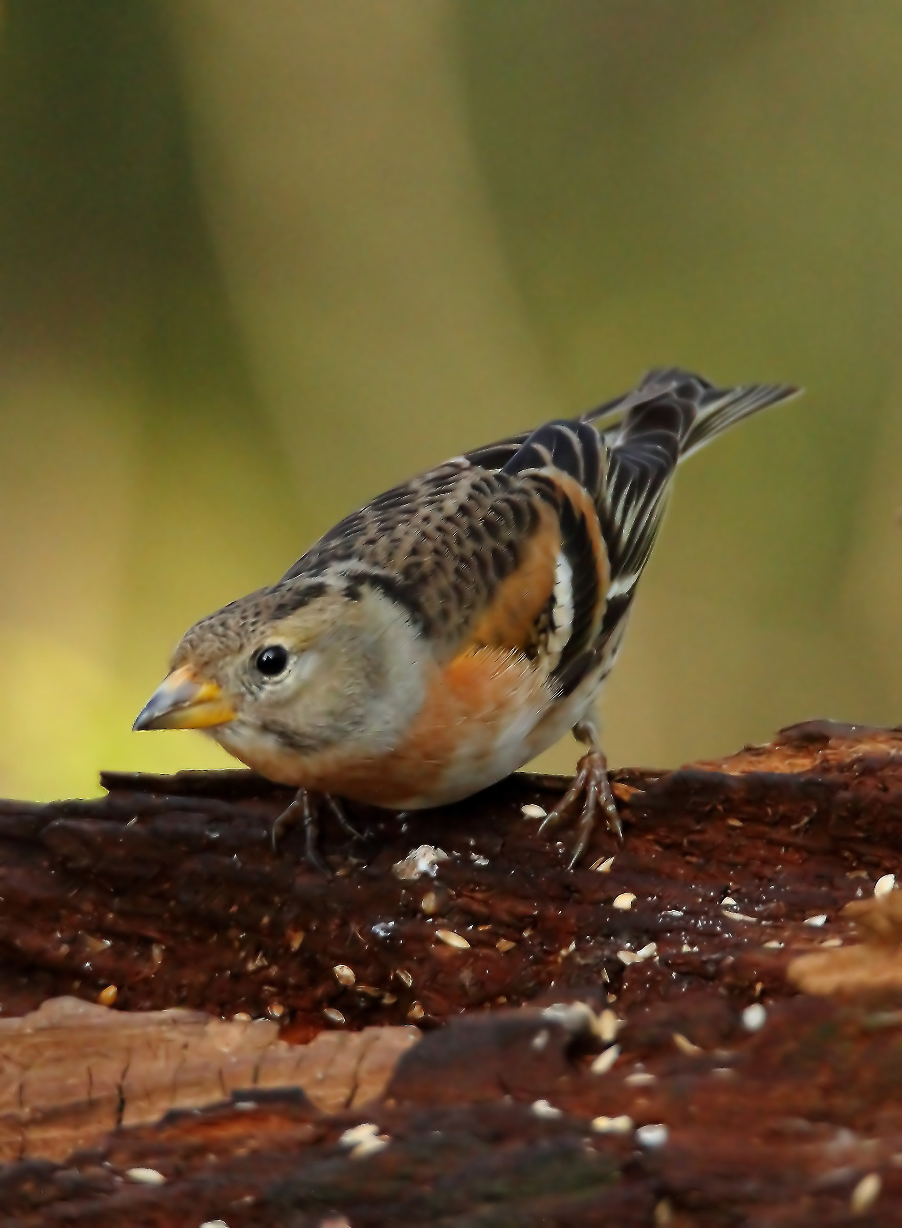 brambling female