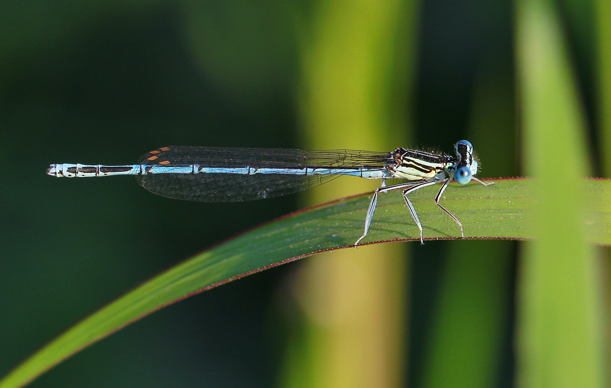 Platycnemis pennipes male