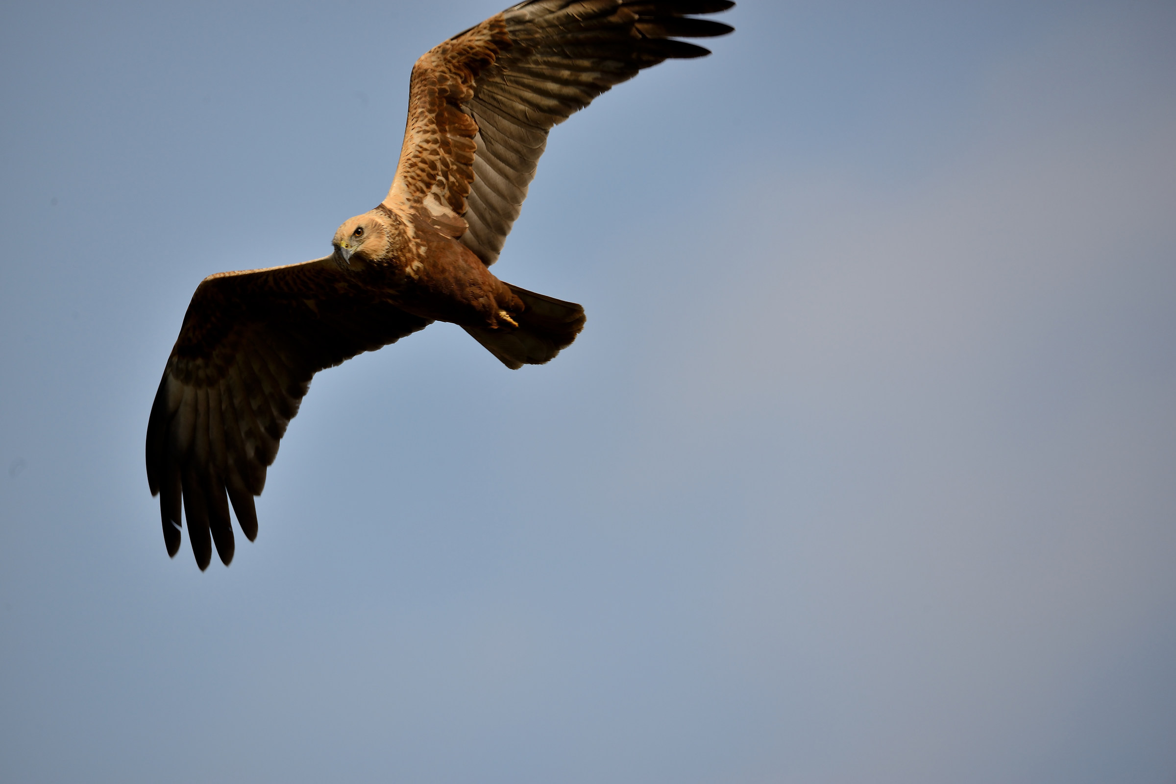 Marsh harrier
