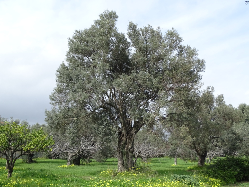 Ulivo