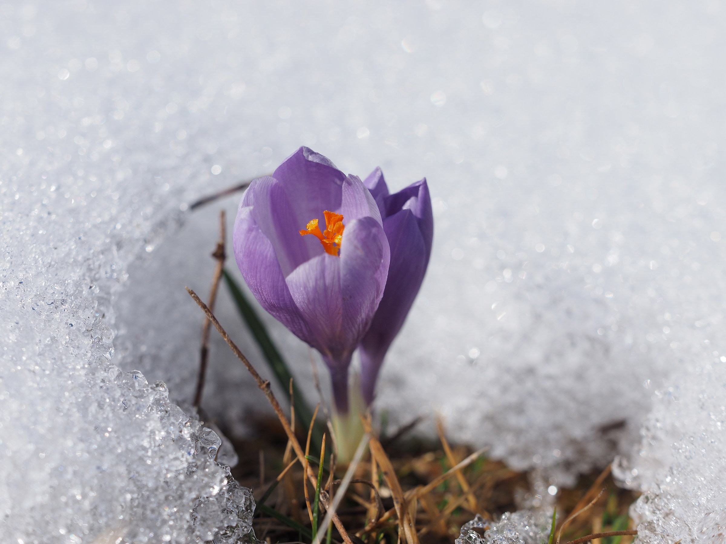 primi fiori a Pratizzano