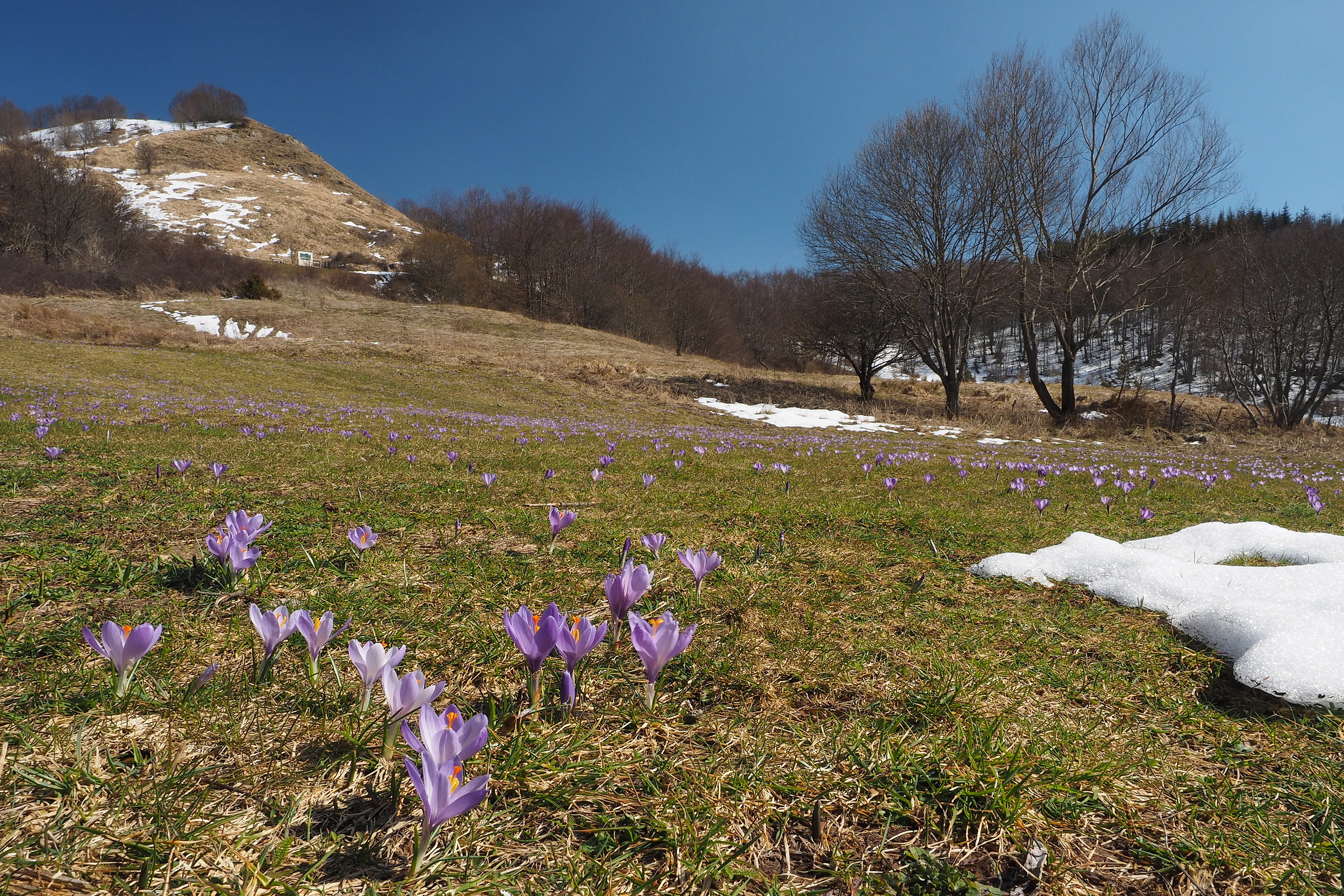 primavera a Pratizzano