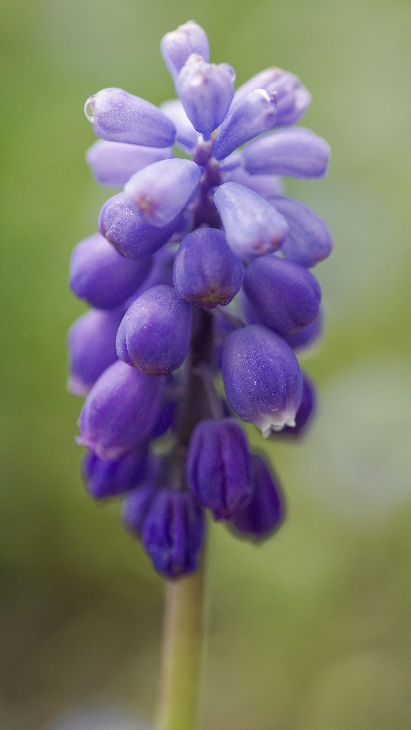 the spring is coming