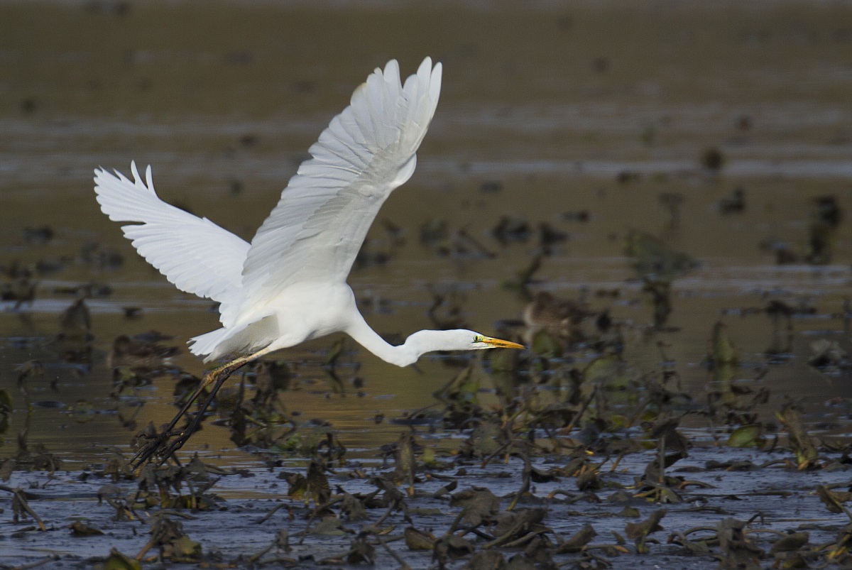 Grote zilverreiger