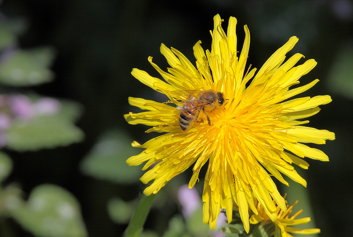 from flower to flower