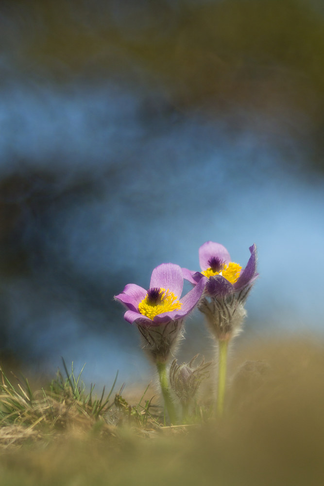 Pulsatilla grandis
