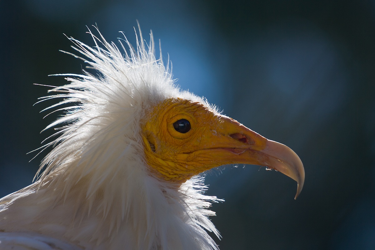 Vulture (Captivity)