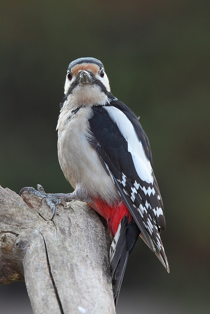 puzzled incuriusito..o