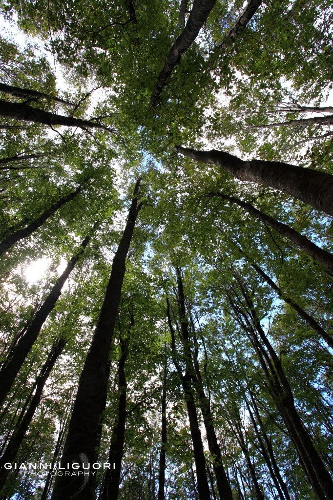 Uno sguardo verso l'alto