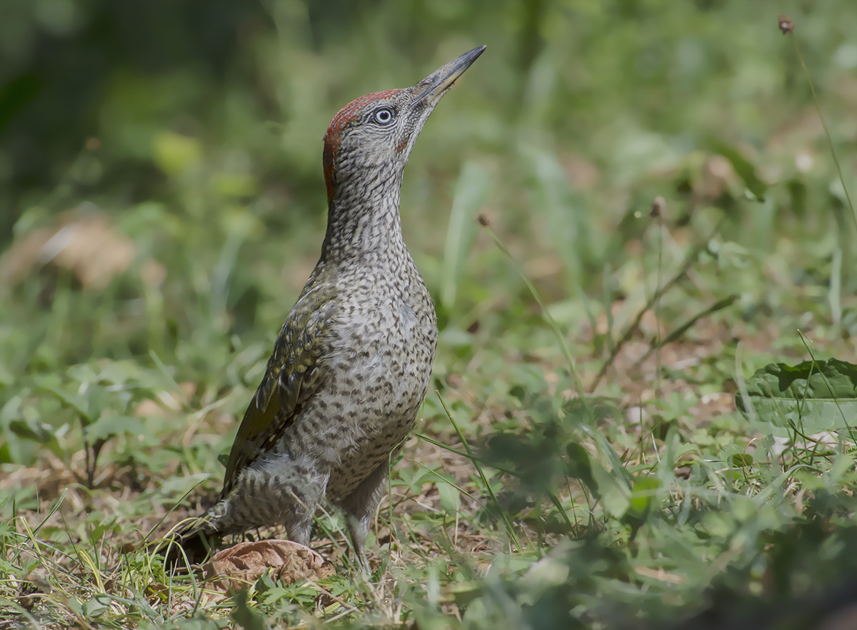 scusate ancora il verde