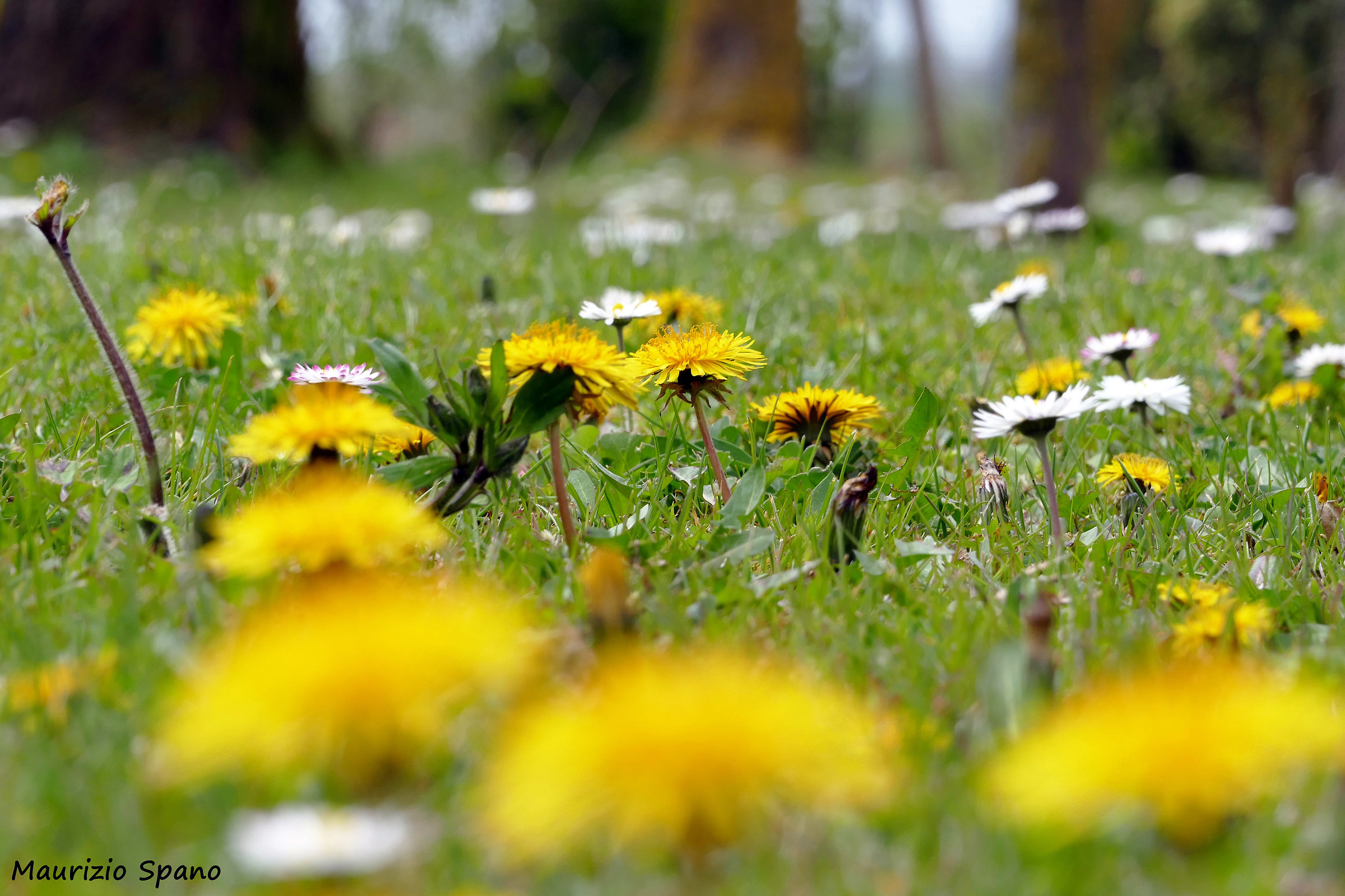The inhabitants of the meadow to the color play fair ...