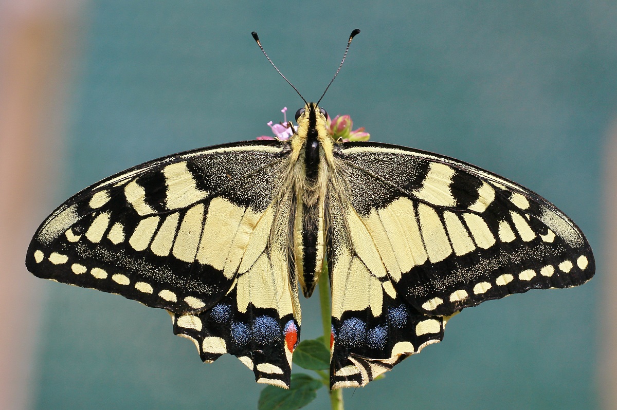Papilio machaon