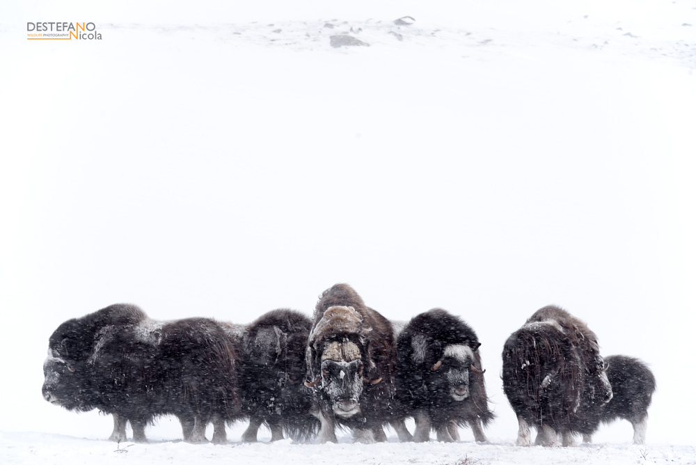 musk oxen
