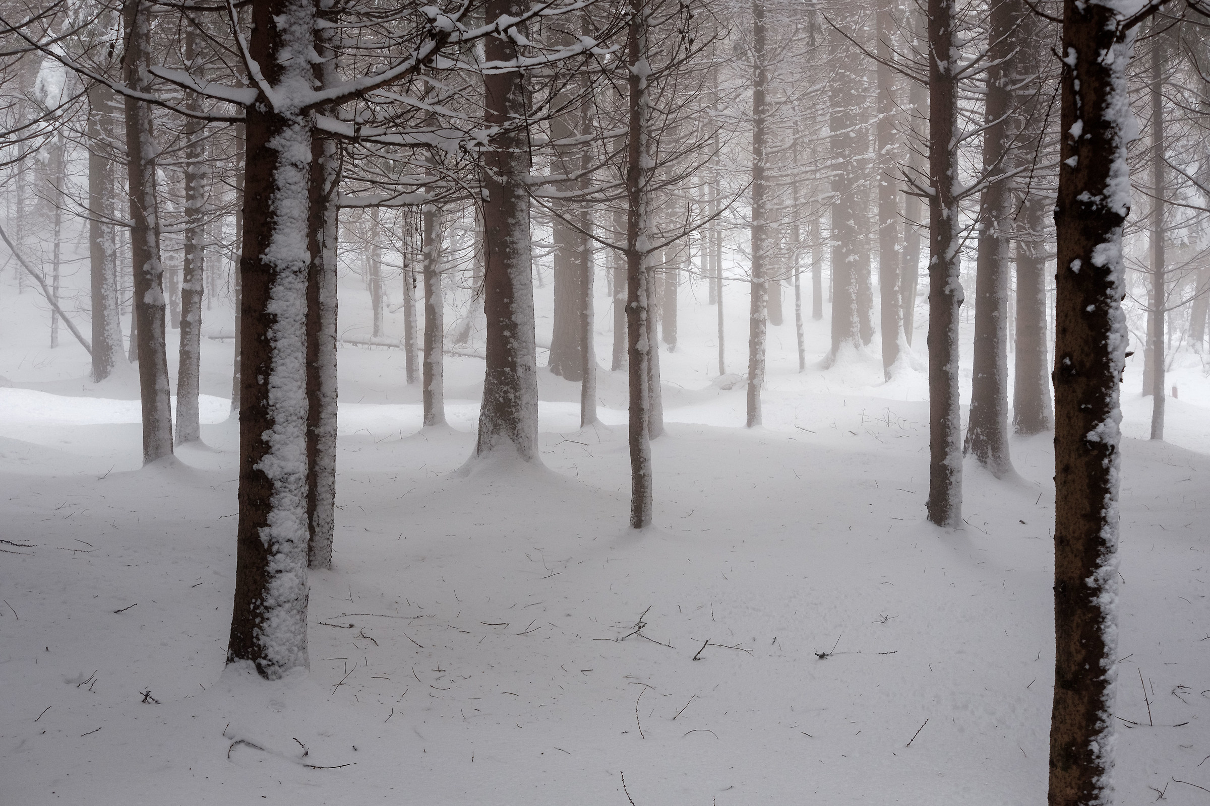 In the wood