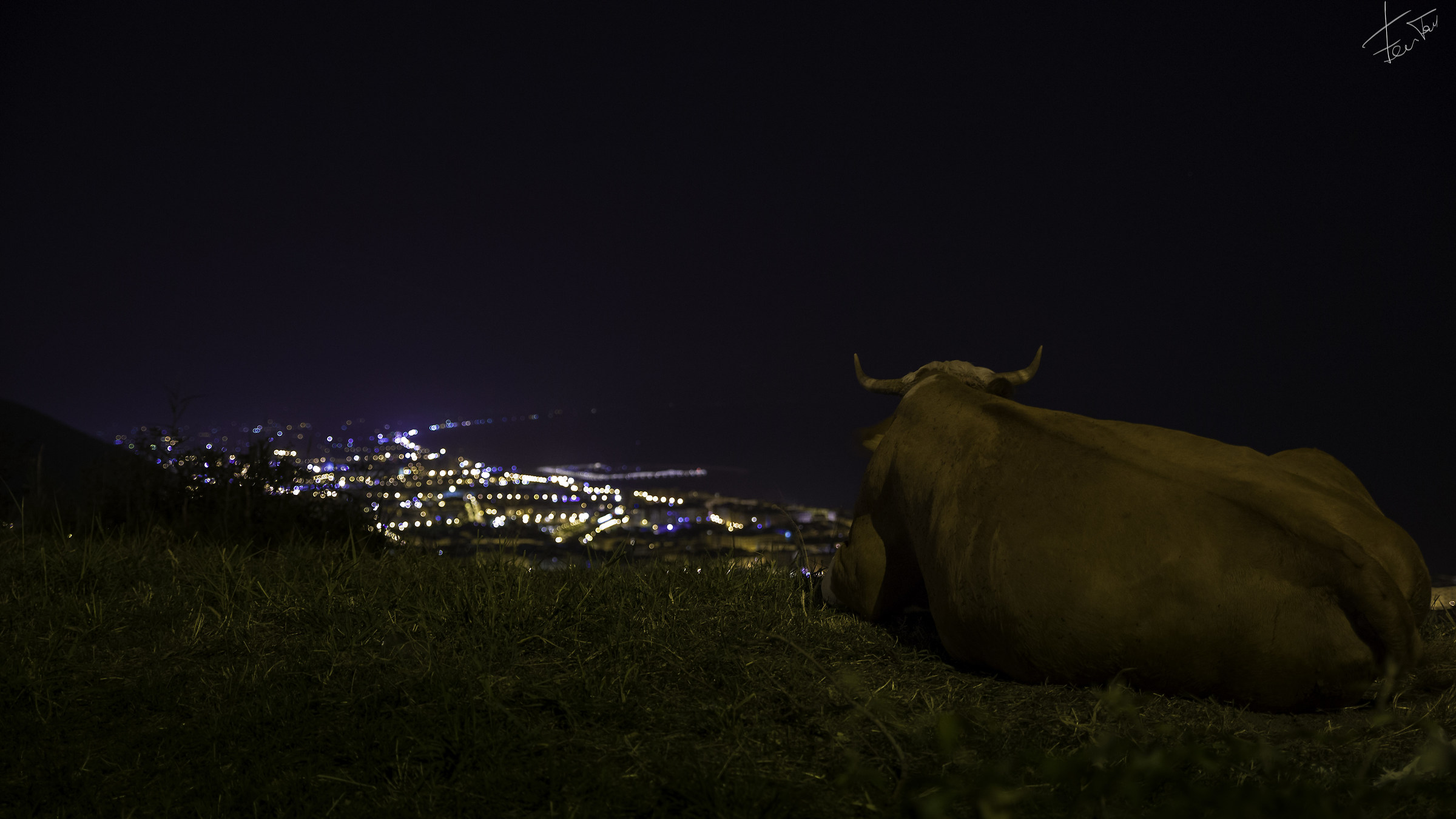 Cow watching salerno night