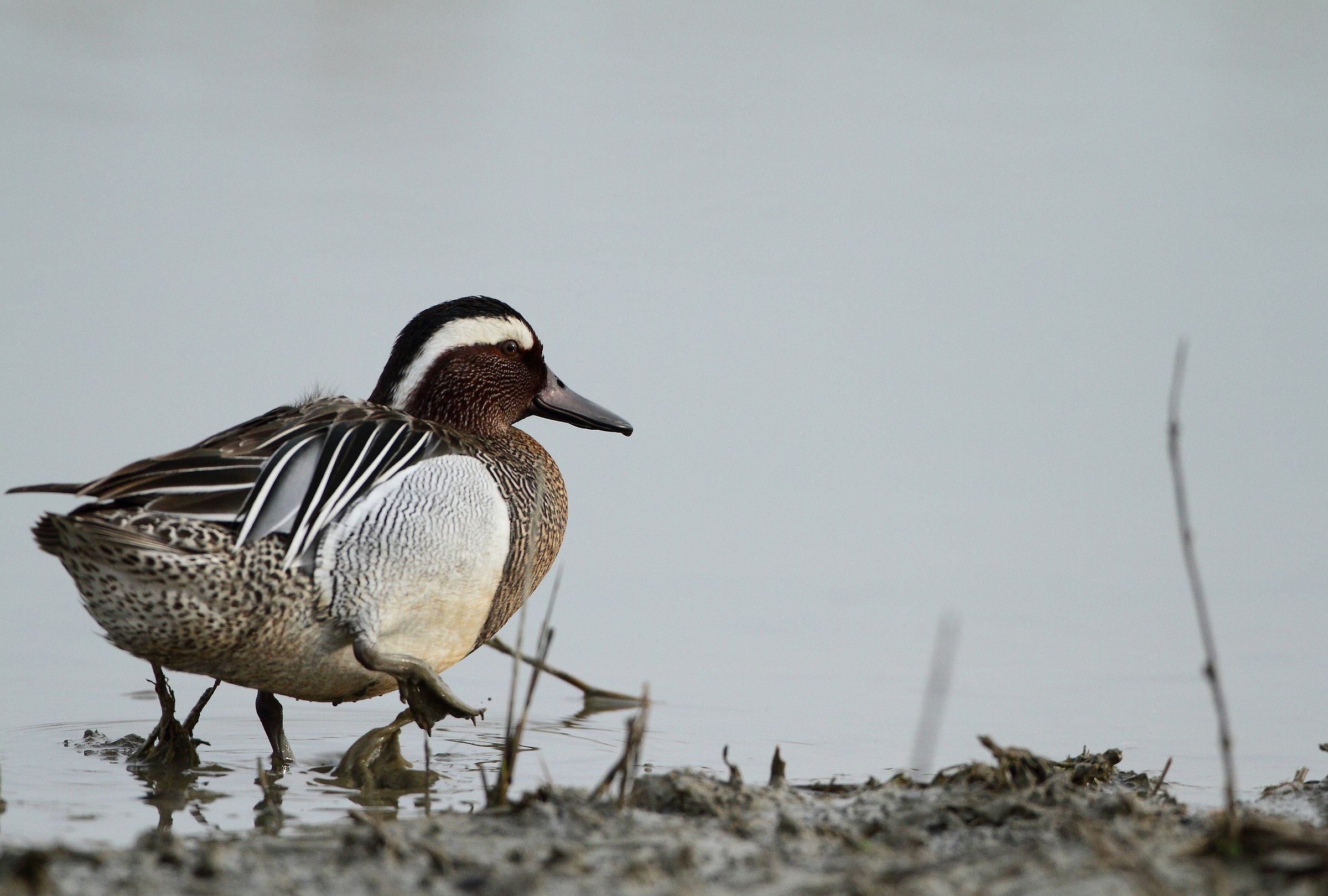 garganey