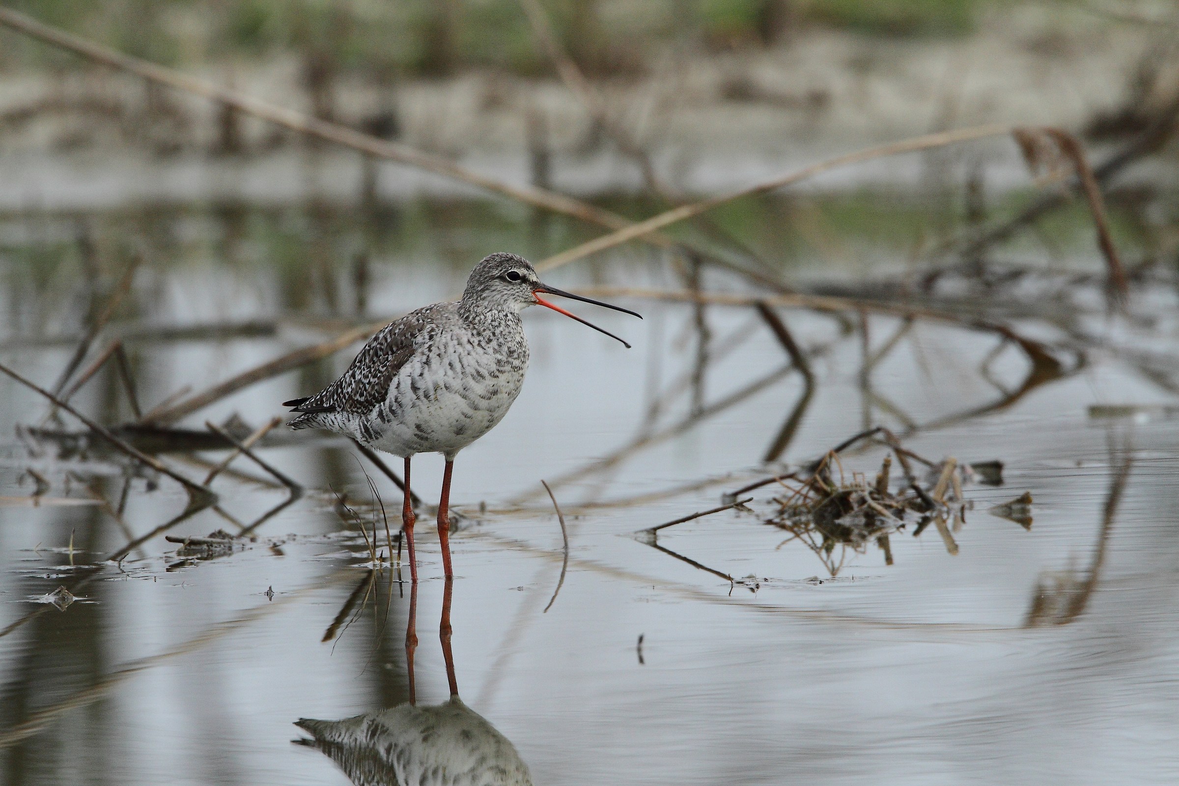 Spotted Redshank