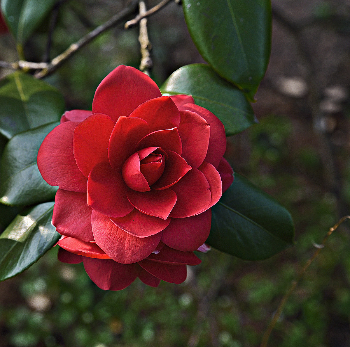 Camellia