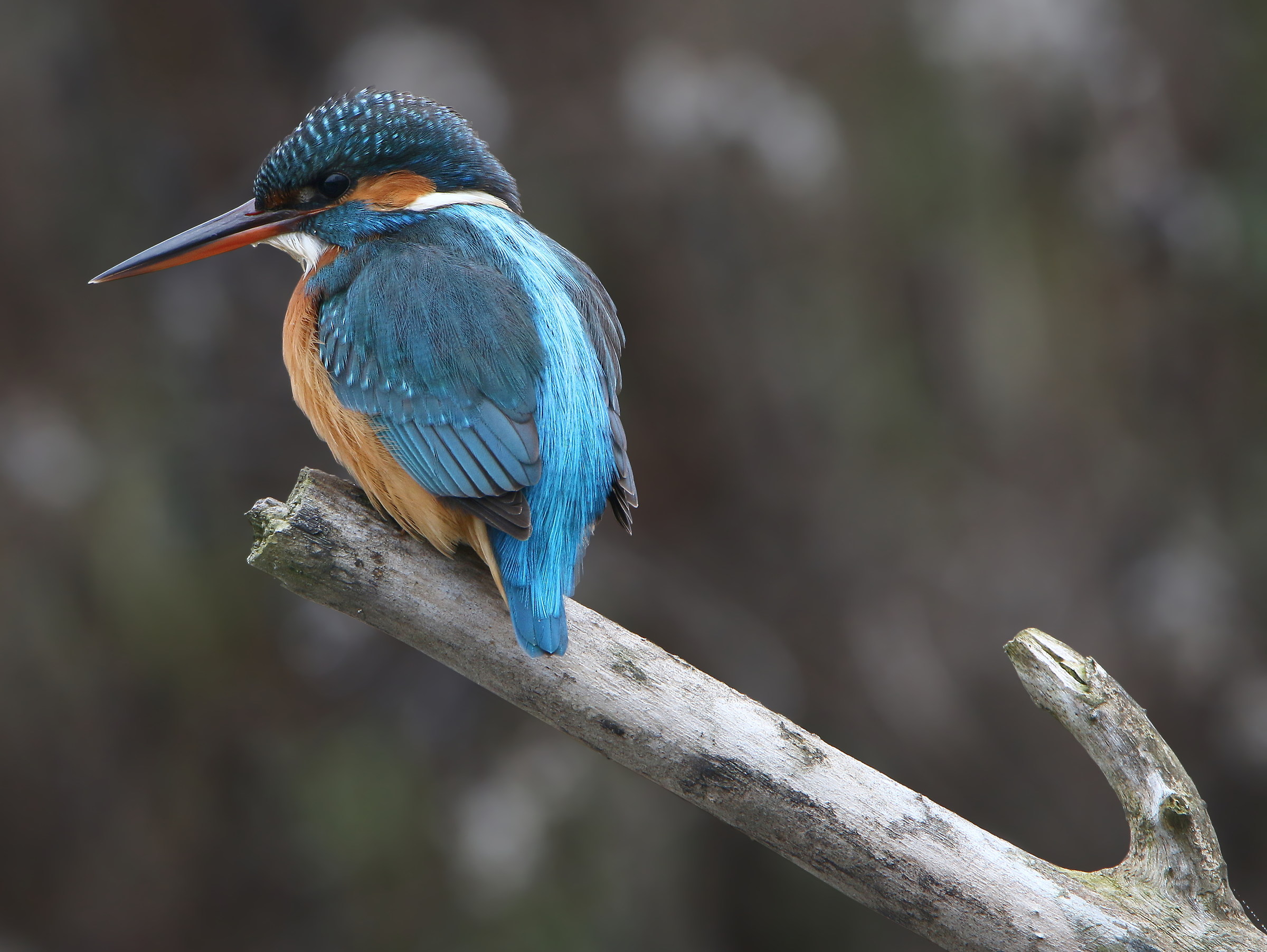 stop do not move ...