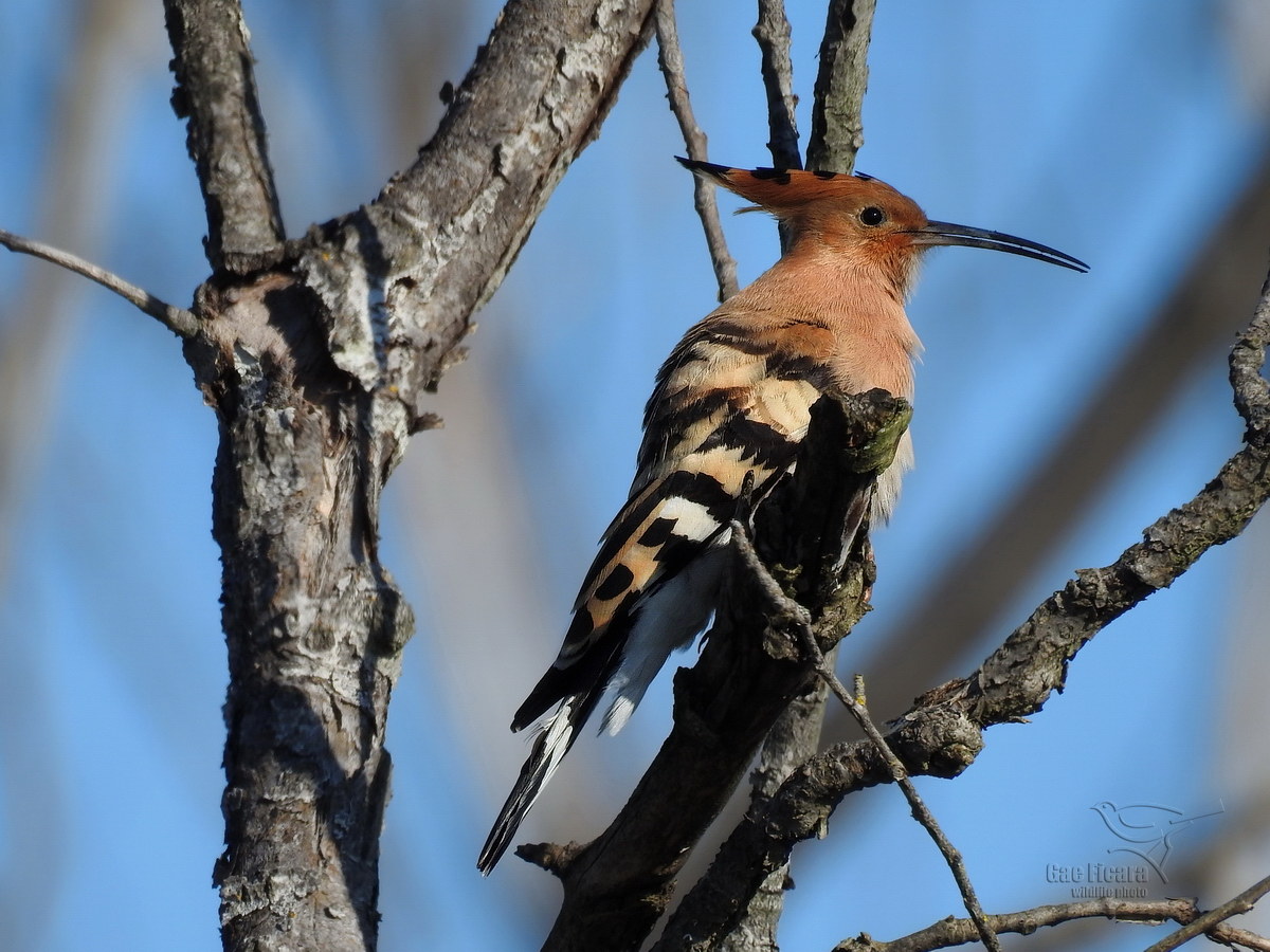 Hoopoe