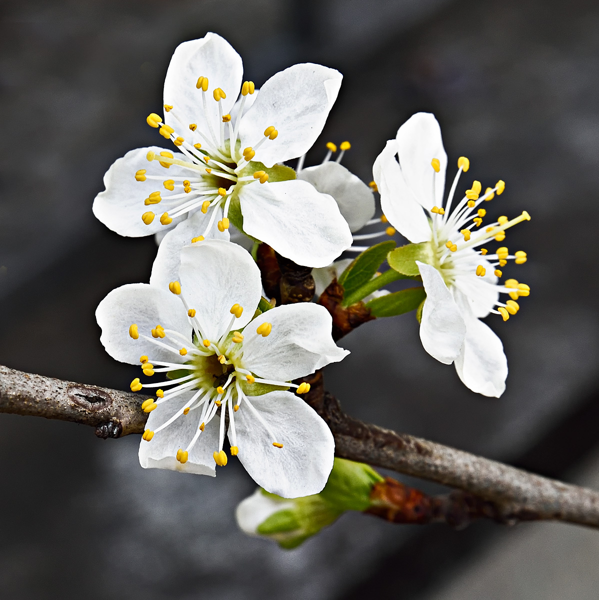 plum blossoms