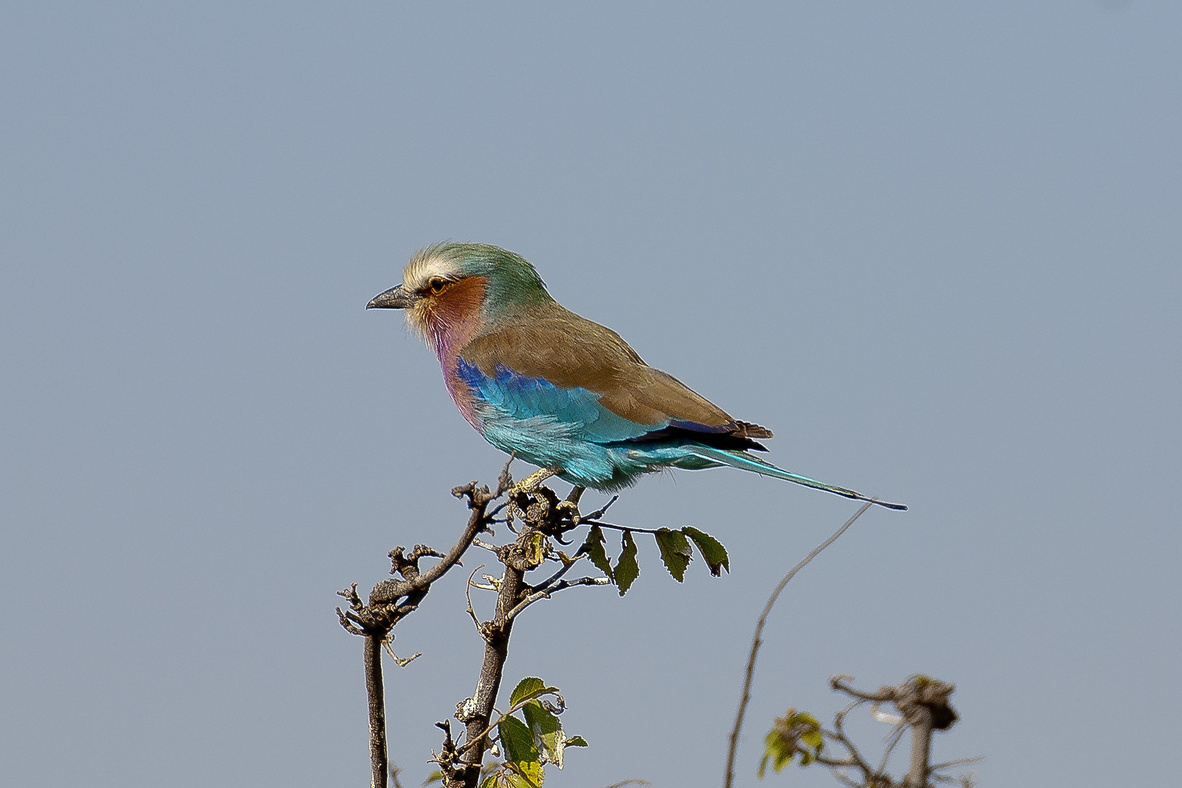 Ghiandaia marina pettolilla - Coracias caudatus