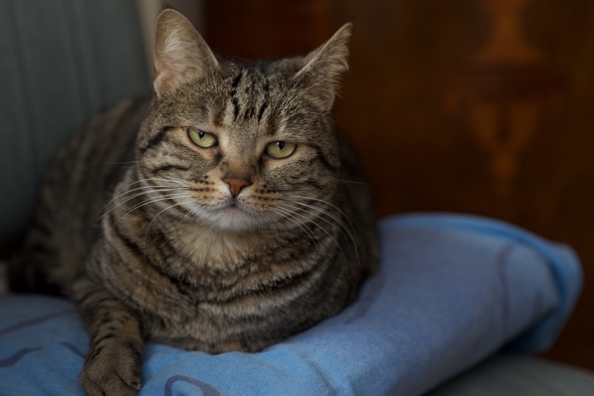 Life tiring of my cat