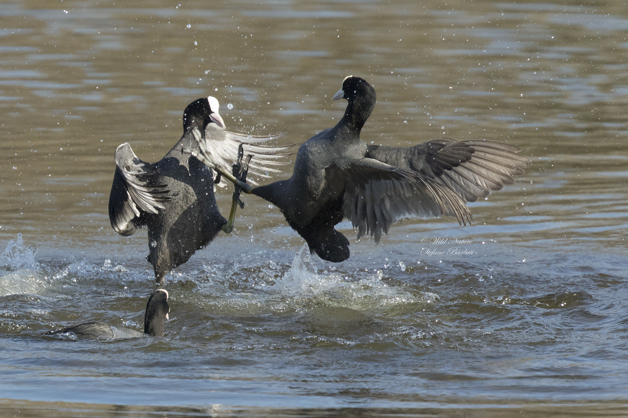 e' primavera....iniziano i duelli