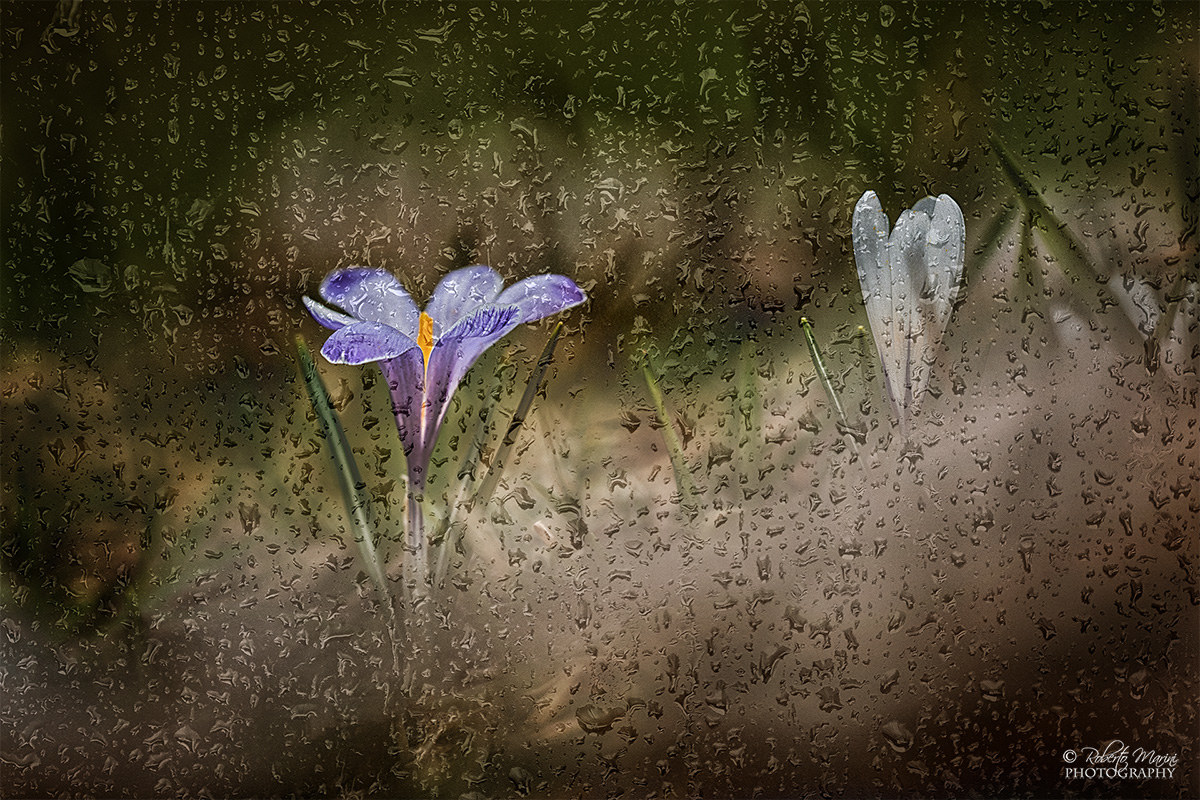 Crocus Rain