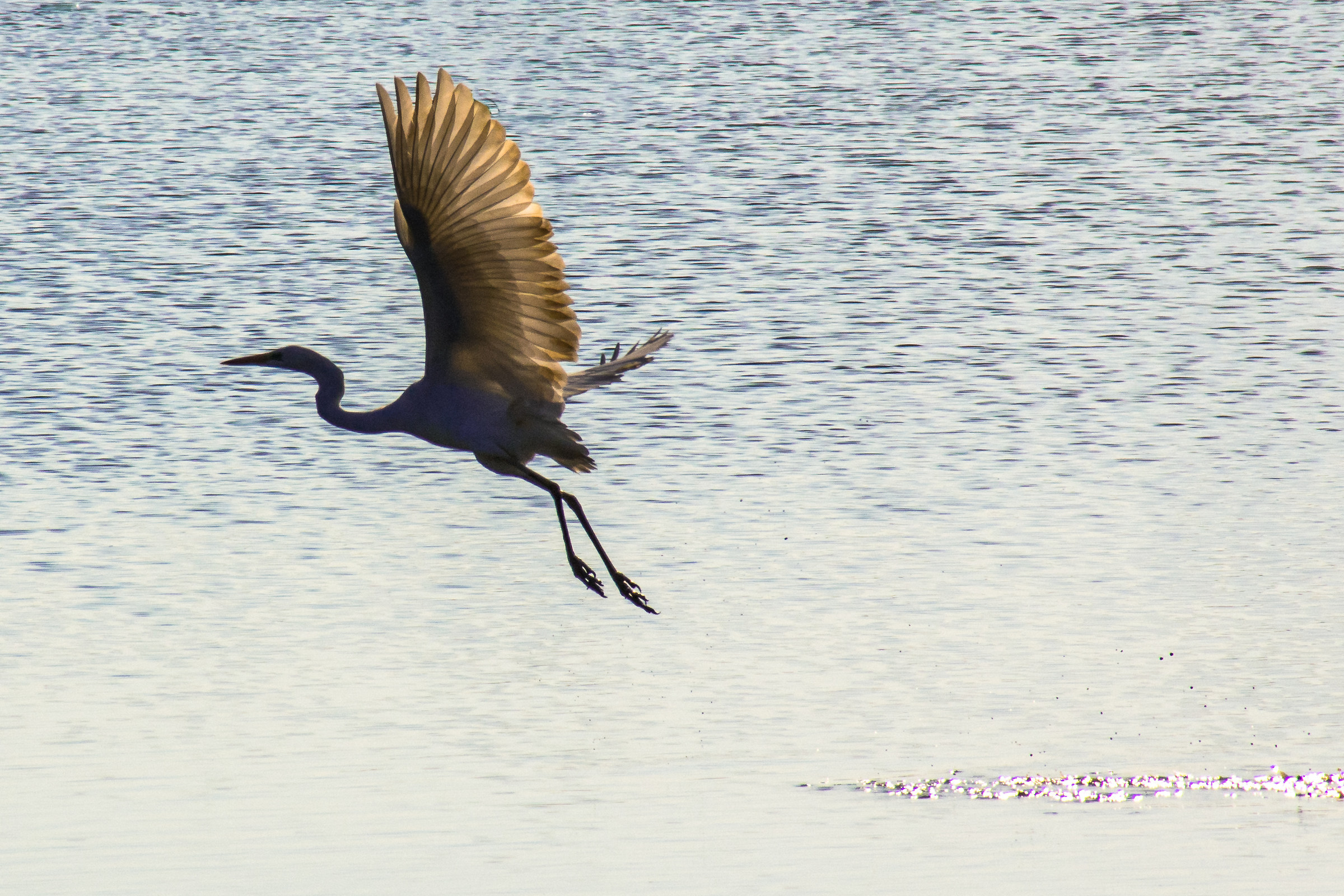 Pronti... partenza... via