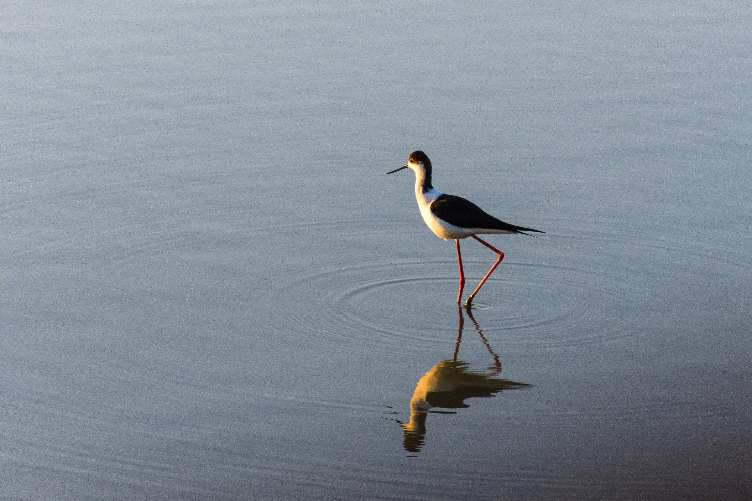 Riflesso nello stagno