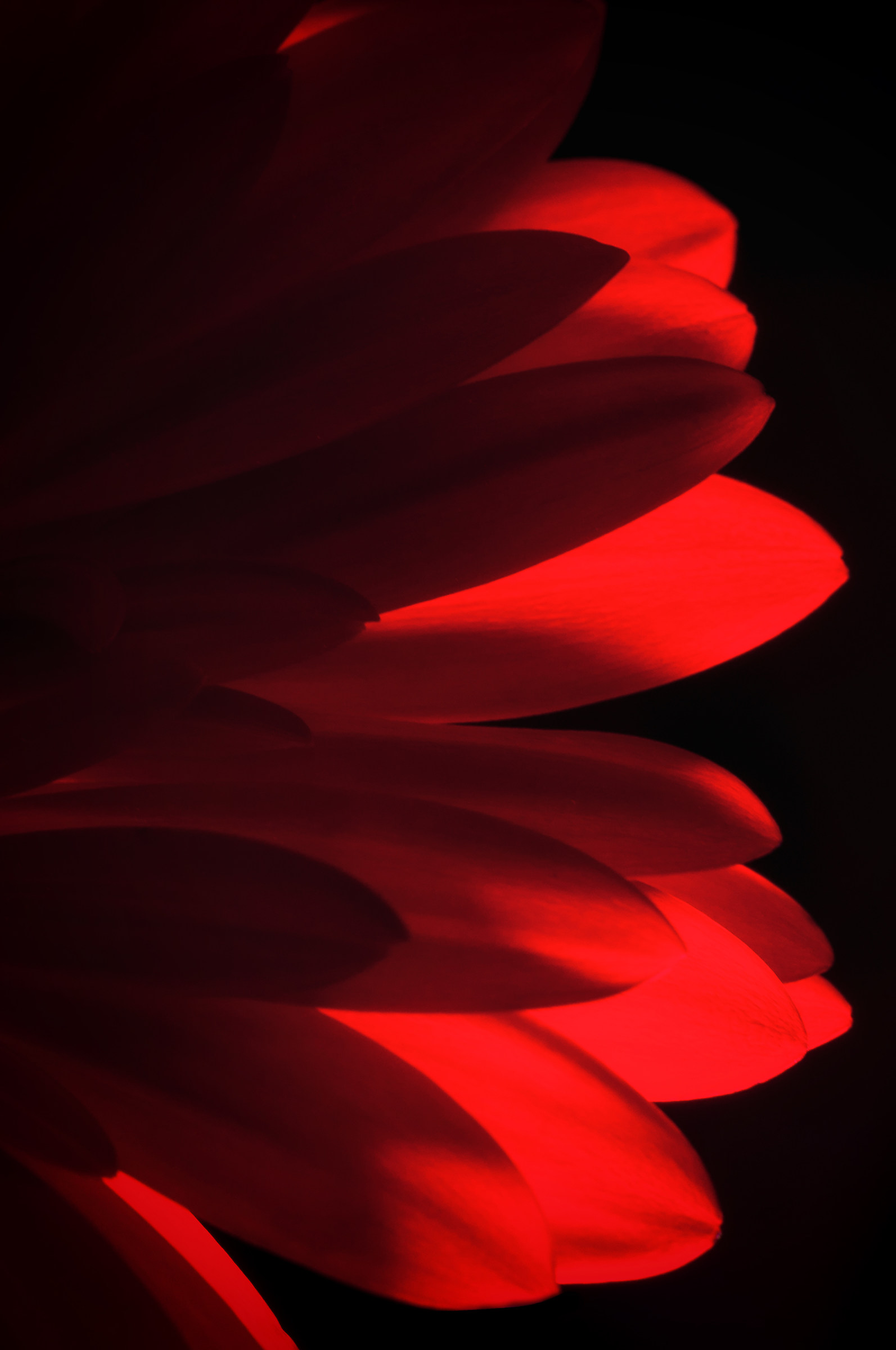 Gerbera