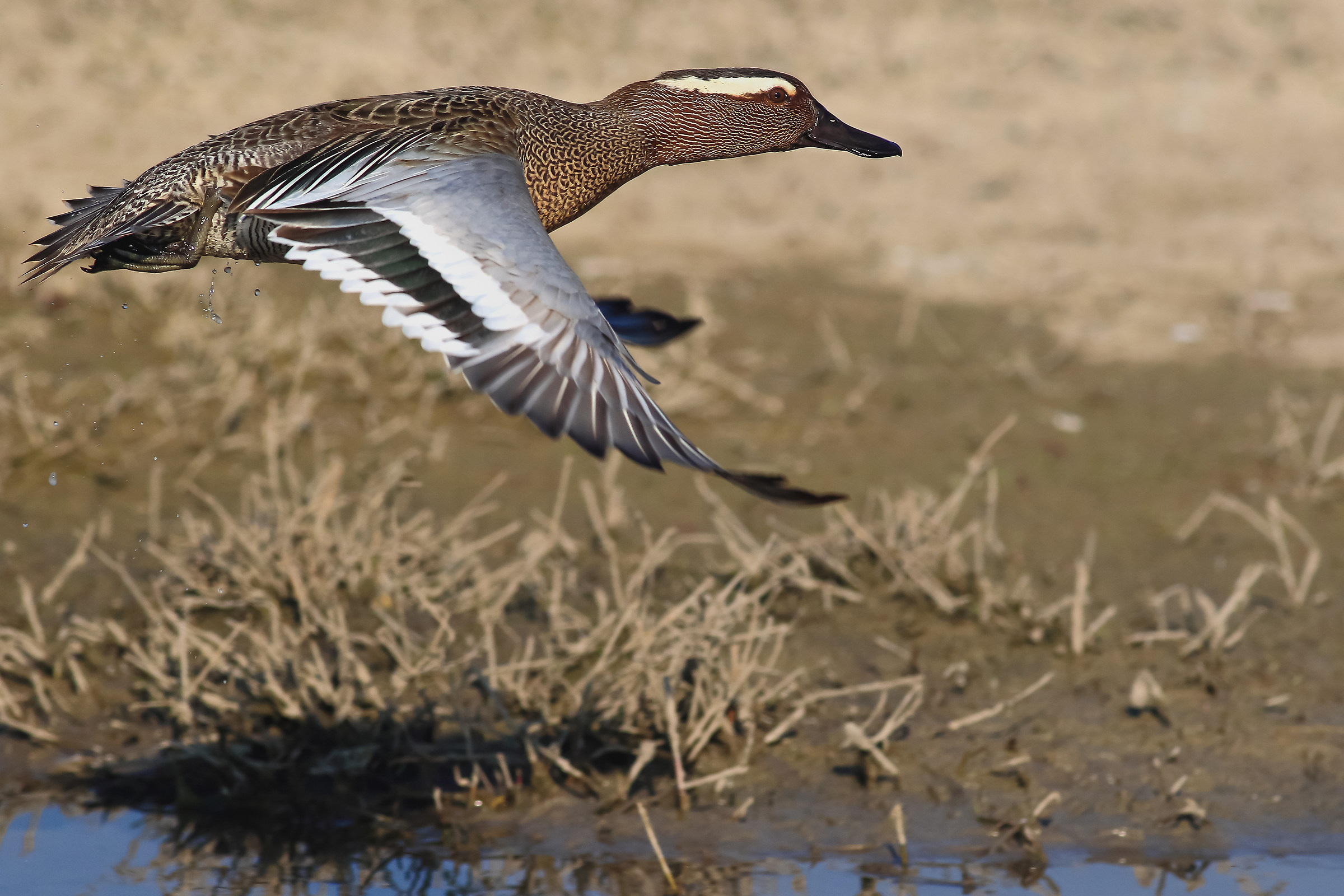 garganey departing