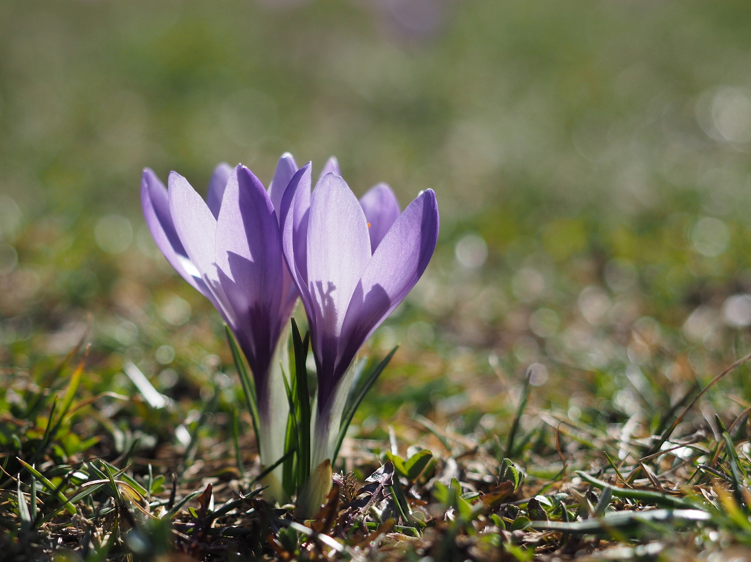 w il crocus