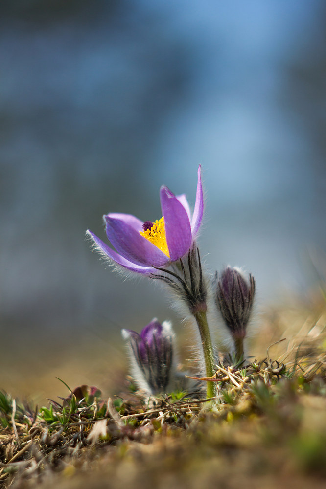 Pulsatilla grandis